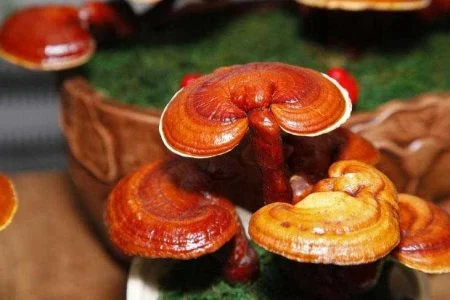 خرید قارچ گانودرما دکتر بیز