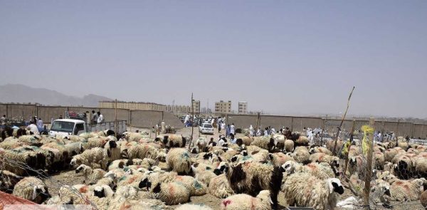قیمت دام زنده امروز 25 خرداد 1403 /گوسفند کیلویی چند؟