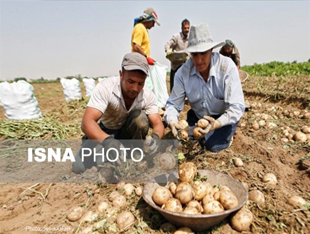 پرداخت ۲۰۰ میلیارد تومانی سهیلات به کشاورزان گلستان برای کشت سیب زمینی