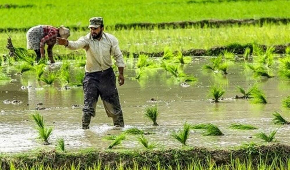 کشت برنج در ایلام ممنوع شد