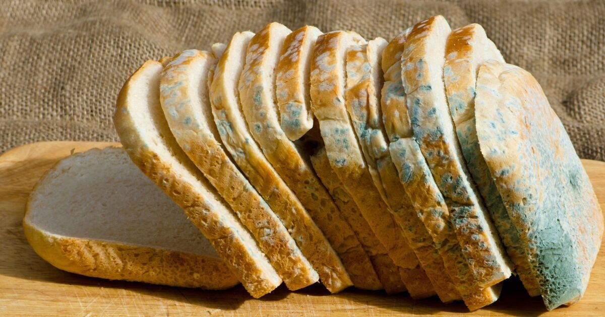 مواد غذایی تمام مواد غذایی کپک زده را دور بریزید/ هیچ قسمتی را نخورید